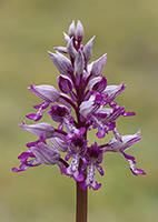 Orchis militaris